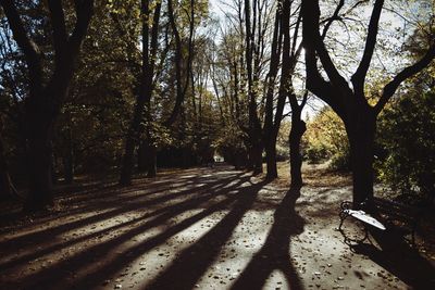 Trees in sunlight