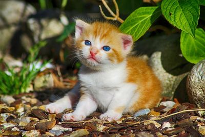 Portrait of ginger cat sitting outdoors