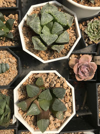 High angle view of potted succulent plant in container