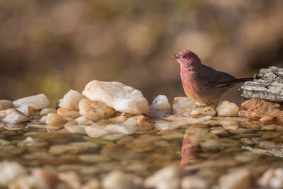 Close-up of bird perching on rock