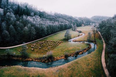 Aerial view of herd of sheep by canal against trees