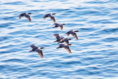 Seagulls flying