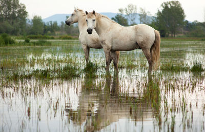 Horse standing in lake