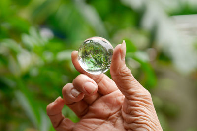 Close-up of hand holding plant