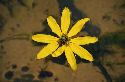 Close-up of yellow flower