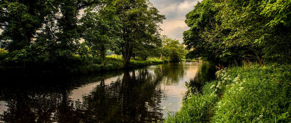 Scenic view of river in forest against sky