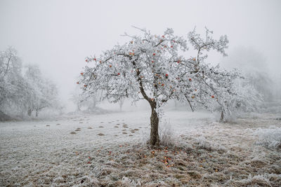 Tree in snow covered landscape