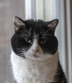 Close-up portrait of cat