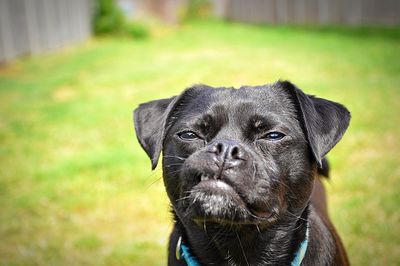 Close-up portrait of dog