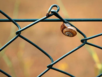 Close-up of padlock on chainlink fence