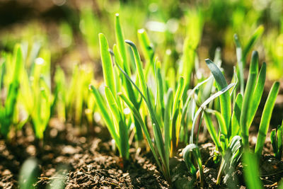 Tender shoots of vegetable