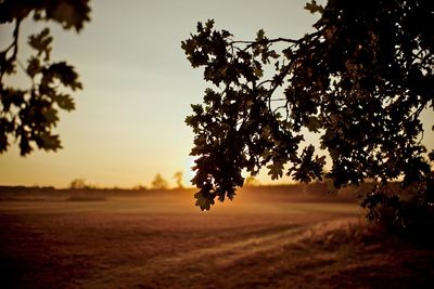 Silhouette tree on field against sky at sunset