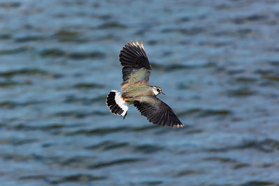 Close-up of a northern lapwing flying over lake