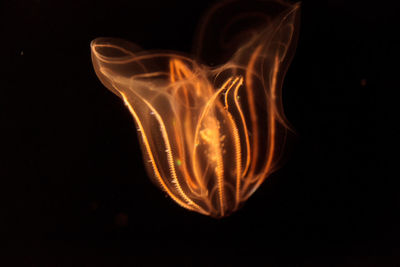 Close-up of illuminated light against black background