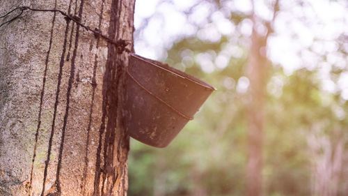 Close-up of tree trunk