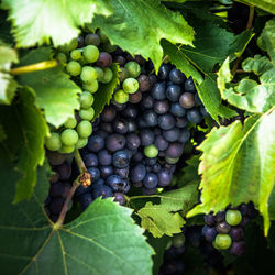 Close-up of grapes growing on tree