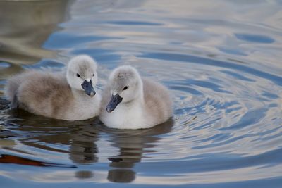 Swan babies swimming in lake