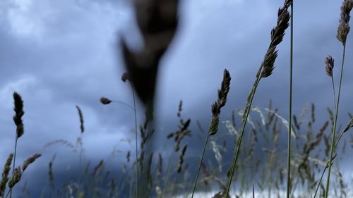 Close-up of crops on field against sky