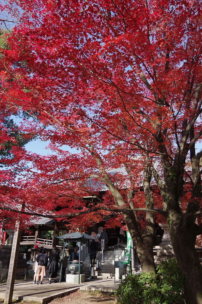 LOW ANGLE VIEW OF RED AUTUMN TREE