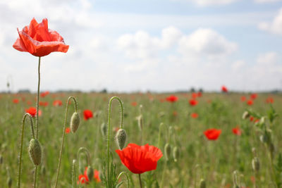 Close-up of poppies on field against sky