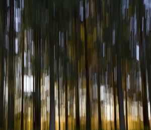 Full frame shot of bamboo trees at night