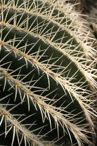 Close-up of cactus