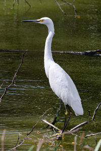 White heron in lake