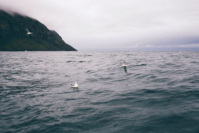 Seagulls swimming in river against sky