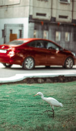 Close-up of bird perching on car