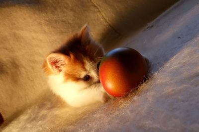 Kitten with easter egg on cotton