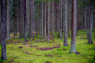 Trees in forest