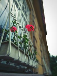 Low angle view of pink flowers