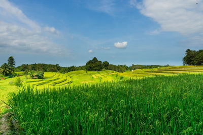 Indonesian landscape with green farmland and blue sky in sunny day
