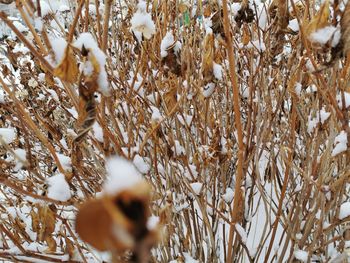 Close-up of snow on field