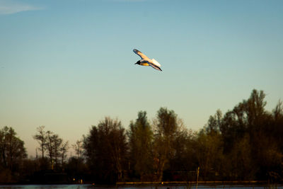 Bird flying in the sky