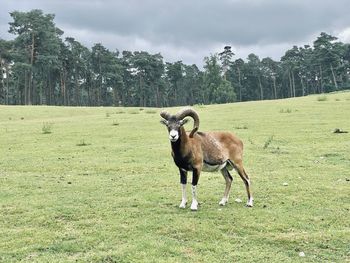 View of a horse on field