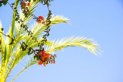 Low angle view of flowering plant against blue sky