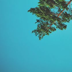 Low angle view of trees against clear blue sky