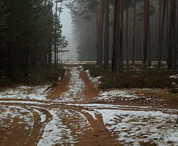 Snow covered land amidst trees in forest