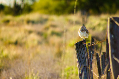 Close-up of snake on wooden post in field