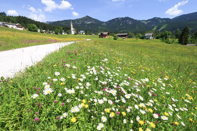 Scenic view of flowering plants on field against sky