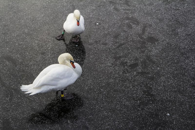 High angle view of birds in water