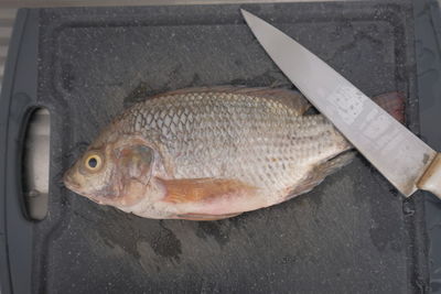 High angle view of fish