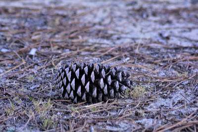 Close-up of pine cone on field