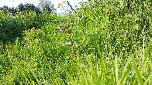 Crop growing in field