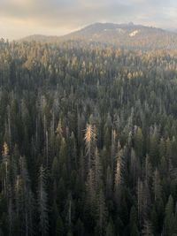 Panoramic view of pine trees in forest against sky