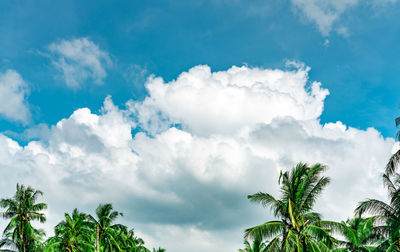 Low angle view of palm trees against blue sky