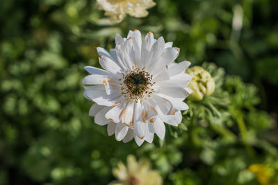 Close-up of white flowering plant