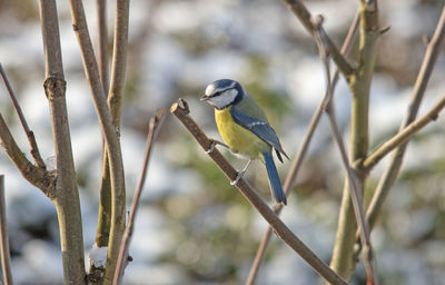 Close-up of bird perching on branch