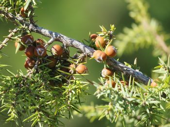 Close-up of fruits growing on tree